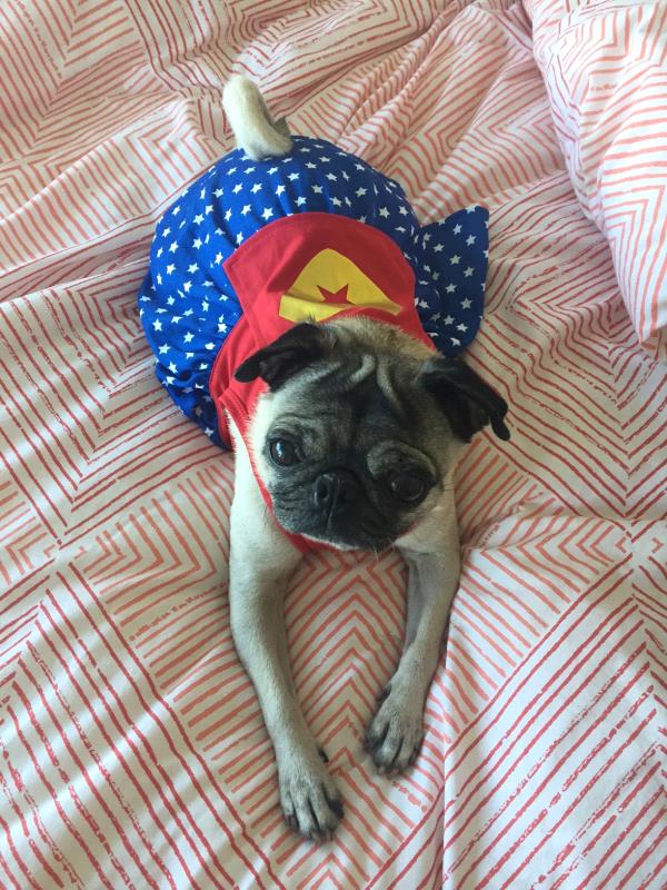 /images/uploads/pug nation rescue of los angeles/2018pugnation/entries/6071.jpg